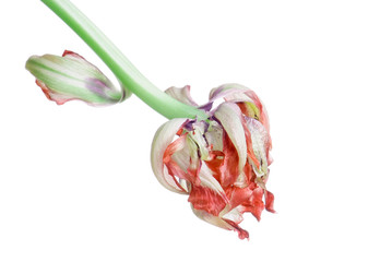close up red faded tulip isolated on white