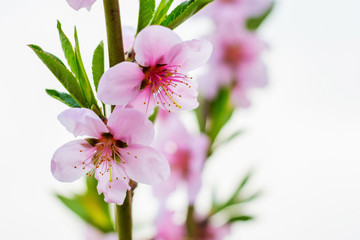 Delicate pink peach flowers on a white background_