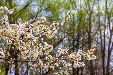 Cherry branches with flowers on a background of trees in the garden_