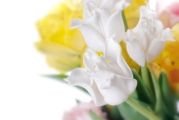 Fototapeta na wymiar close up white, pink and yellow tulip isolated on white