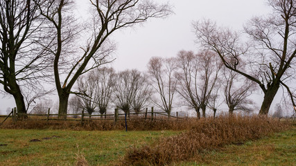 Nostalgiczny jesienny krajobraz z wierzbami, Podlaskie łąki, Jesień na Podlasiu, Polska