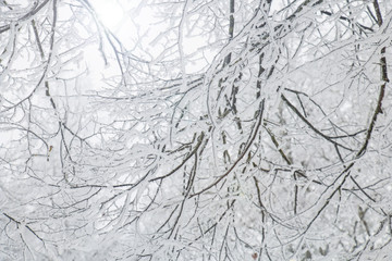 snow covered tree branches against the sky
