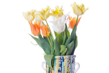 close up white, orange and yellow tulip isolated on white