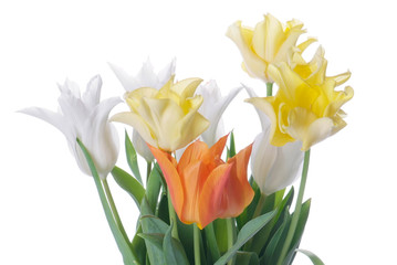 close up white, orange and yellow tulip isolated on white