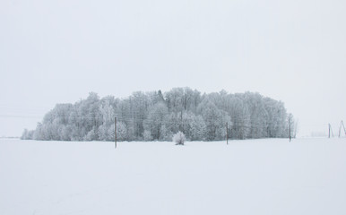 Winter landscape, winter forest in the distance, white field covered with snow.