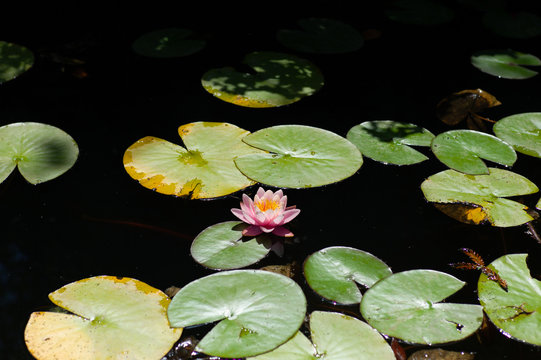 Pink Water Lily