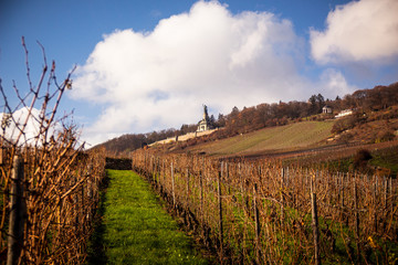 Obraz premium Weinberge von Rüdesheim 