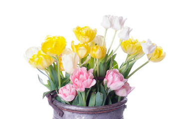close up white, pink and yellow tulip isolated on white