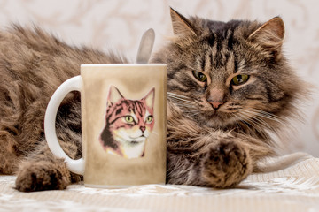 Young furry cat lies near a mug with tea. On the mug painted cat_