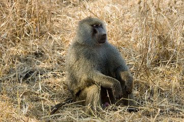 Monkey Baboon - Tarangire National Park - Tanzania