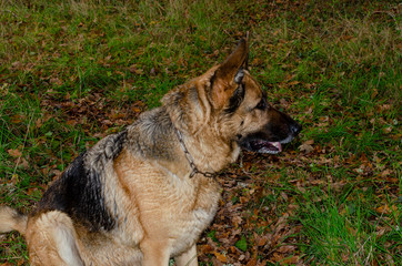 German shepherd dog resting relaxed after a walk