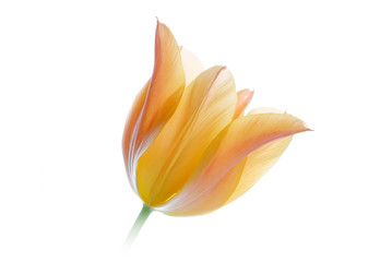 close up orange tulip isolated on white