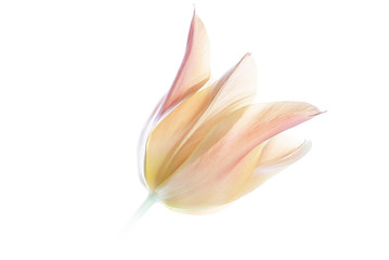 close up orange tulip isolated on white