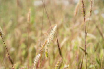 Fototapeta premium Abstract blurred natural background, dried grass in a field in summer season, texture for layout, for design