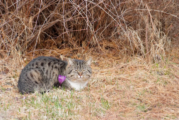 Naklejka premium cat with crocus in a spring garden