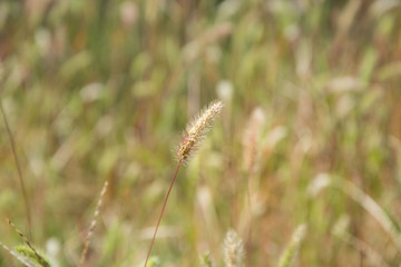Abstract blurred natural background, dried grass in a field in summer season, texture for layout,...