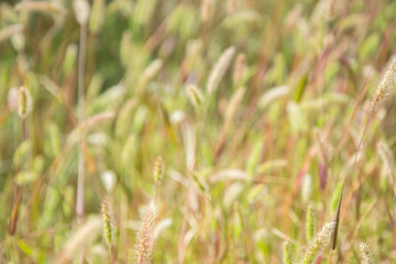 Abstract blurred natural background, dried grass in a field in summer season, texture for layout, for design