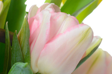 close up pink tulip isolated on white