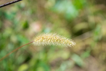 Abstract blurred natural background, dried grass in a field in summer season, texture for layout, for design