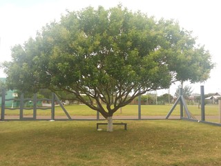 The Beach Tree