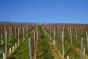 Fototapeta na wymiar Idyllischer Weingarten bei Wissembourg im Elsass