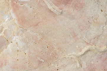 close up ocean shell structure background