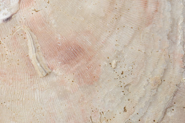 Fototapeta premium close up ocean shell structure background