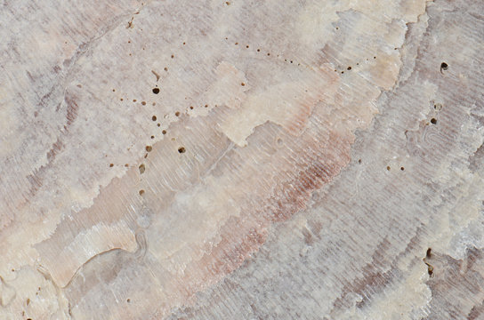 close up ocean shell structure background