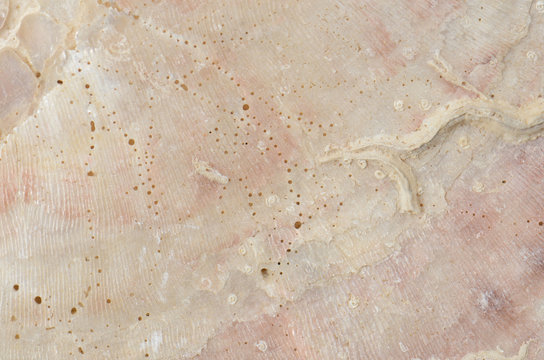 close up ocean shell structure background
