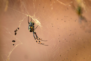 Black and Yellow Garden Spider (Argiope aurantia)