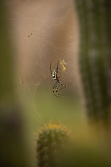 Black and Yellow Garden Spider (Argiope aurantia)