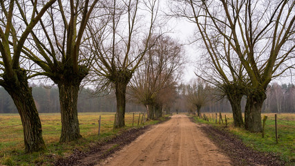Fototapeta premium Nostalgiczny jesienny krajobraz z wierzbami, Podlaskie łąki, Jesień na Podlasiu, Polska