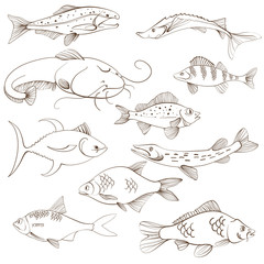 Fototapeta premium Fishes, line art. Fishing vector illustration. Isolated on white.