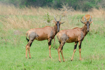 Naklejka na ściany i meble Topi Antelopes - Queen Elizabeth National Park - Uganda