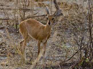 Naklejka na ściany i meble Steenbok Antelope - Bwabwata National Park - Namibia