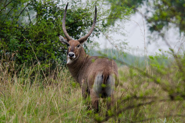 Water Antelope - Tarangire National Park - Tanzania