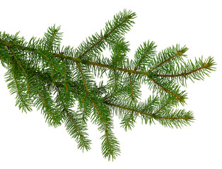 pine branch / pine-tree twig. Spruce . fir-tree. Decoration for new year and christmas, xmas festive and holidays.