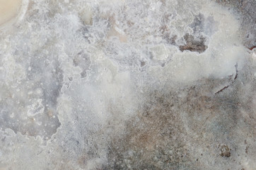 close up ocean shell structure background