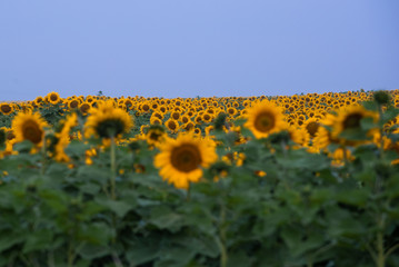 Obraz premium Sunflower field in South Africa, Free Sate