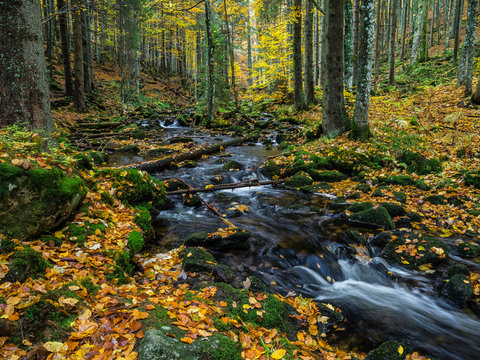 Die kleine Ohe im Nationalpark Bayerischer Wald