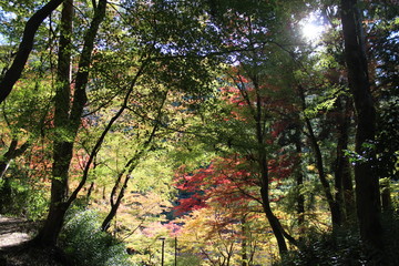 Autumn leaves of Nara Park in Japan