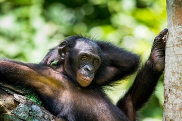 The close-up portrait of juvenile Bonobo ( Pan paniscus) on the tree in natural habitat. Green natural background.