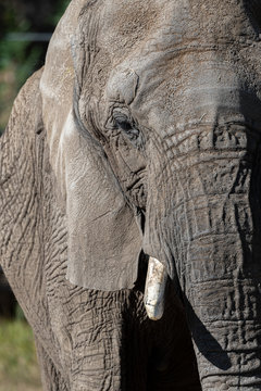 Partial close up images of an African Elephant