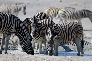 Fototapeta na wymiar Zebra - Etosha National Park - Namibia