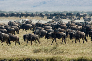 Naklejka na ściany i meble Zebras and Wildebeests - Ngorongoro Conservation Area - Tanzania