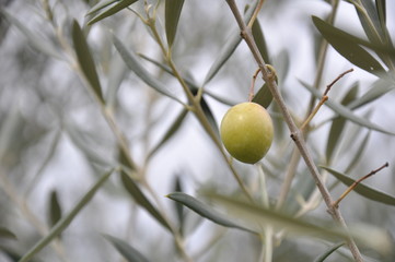Green olive on the branch of the olive tree.  Detail.