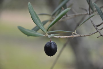 Black olive on the branch of the olive tree.  Detail.