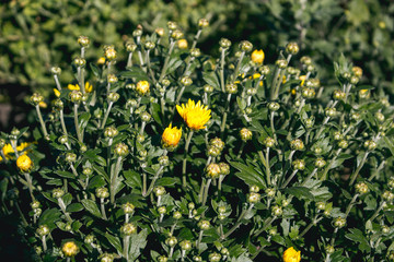 Obraz na płótnie Canvas A bush of yellow chrysanthemum grows in the garden. Yellow chrysanthemum flower close-up.