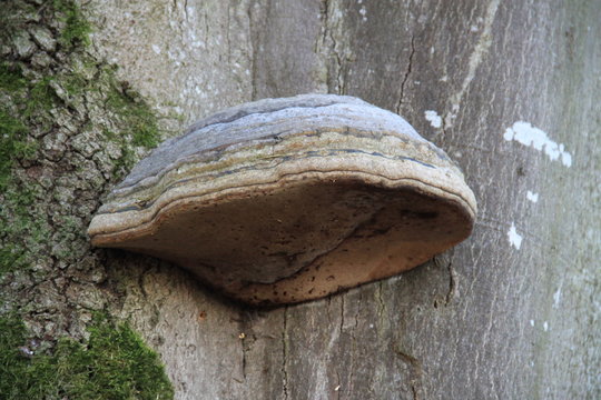 Amadouvier (Fomes fomentarius)