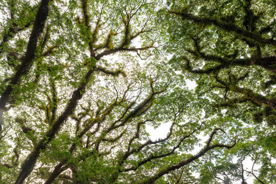 The trees of the tropical Daintree National Park